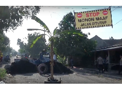 Warga Demo Tanam Pohon Pisang di Jalan Rusak Lumajang