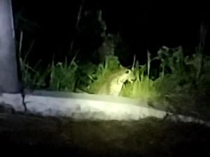 Kata BKSDA soal Macan Tutul Turun ke Permukiman Warga Kuningan Kata BKSDA soal Macan Tutul Turun ke Permukiman Warga Kuningan