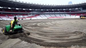 Melihat Progres Revitalisasi Rumput Stadion GBK