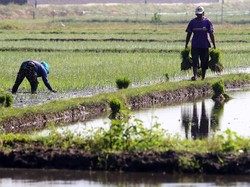 Anggota Holding BUMN Pangan Salurkan Pupuk Subsidi 362 Ribu Ton di 2025