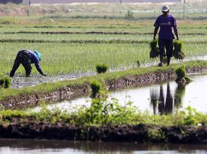Kalender Jawa Rabu Wage 31 Juli 2024: Hindari Bercocok Tanam Kalender Jawa Rabu Wage 31 Juli 2024: Hindari Bercocok Tanam