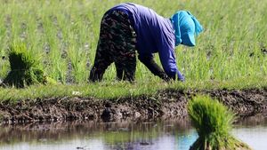 Mengintip Petani Tanam Padi di Kediri
