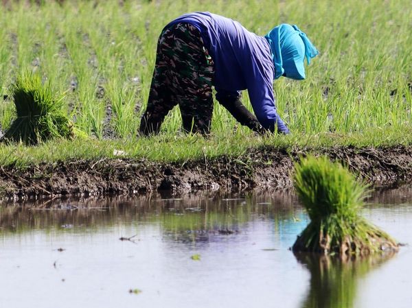Mengintip Petani Tanam Padi di Kediri