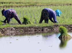 Sektor Pertanian Sumsel Tetap Produktif di Musim Kemarau