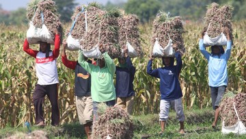 Potret Panen Bawang Merah di Kediri