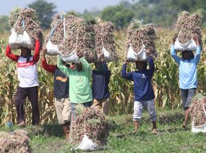 Potret Panen Bawang Merah di Kediri