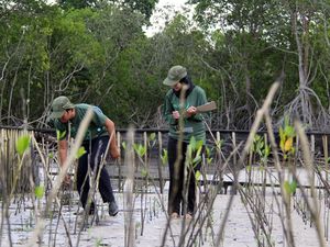 Potret Restorasi Pantai Mangrove di Teluk Pambang