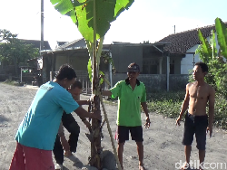 Protes Jalan Rusak, Warga Desa Condro Lumajang Tanam Pisang
