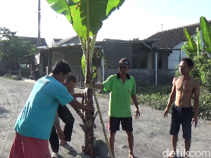Protes Jalan Rusak, Warga Desa Condro Lumajang Tanam Pisang Protes Jalan Rusak, Warga Desa Condro Lumajang Tanam Pisang