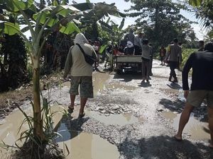 Warga Luwu Utara Tanam Pohon Pisang di Jalan Rusak Baebunta Selatan