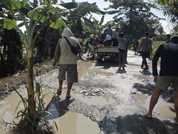Warga Luwu Utara Tanam Pohon Pisang di Jalan Rusak Baebunta Selatan