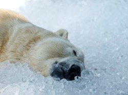 Suhu Makin Hangat, Beruang Kutub Rentan Terkena Penyakit