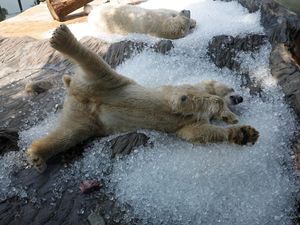 Aksi Gemas Beruang Kutub Rebahan di Es Saat Cuaca Lagi Panas-panasnya