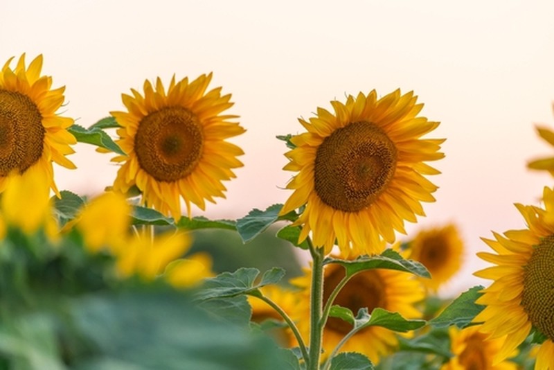 Lagu 'Gala Bunga Matahari' dan Rasa Duka