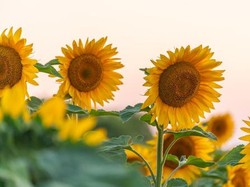 Lagu Gala Bunga Matahari dan Rasa Duka