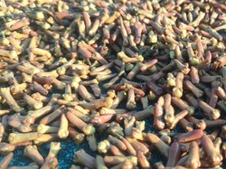 Harga Cengkih Anjlok, Petani di Pangandaran Meringis