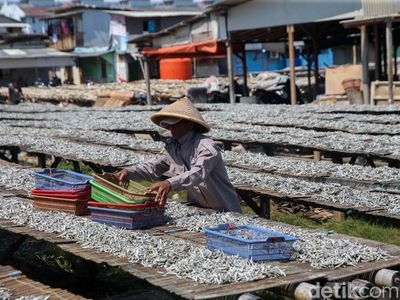 Melihat Proses Penjemuran Ikan Asin di Muara Angke