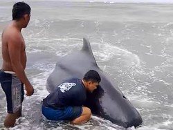 Heboh 2 Paus Pilot Terdampar di Pantai Barangka, BKSDA Sulut Telusuri