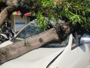 Brakkk, Innova Ringsek Tertimpa Pohon Tumbang di Kota Mojokerto