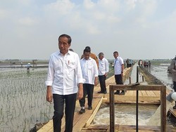 Ada Ancaman Gelombang Panas, Ini Strategi Jokowi Agar Produksi Beras Nggak Turun