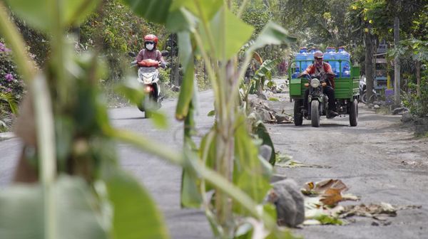 Protes Jalan Rusak, Warga Lumajang Tanam Pohon Pisang-Ban Bekas