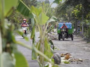Protes Jalan Rusak, Warga Lumajang Tanam Pohon Pisang-Ban Bekas