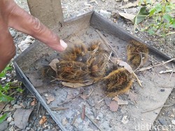 Hiii! Teror Ulat Bulu di Permukiman Janan Borobudur