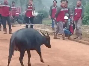 Anoa Muncul di Kawasan Tambang di Konawe, BKSDA Sultra Akan Evakuasi Anoa Muncul di Kawasan Tambang di Konawe, BKSDA Sultra Akan Evakuasi