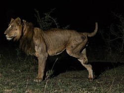 Perjuangan Singa Berkaki 3, Berenang 1 KM di Sungai Penuh Buaya