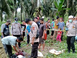 Pencari Brondolan Ditemukan Tewas di Kebun Sawit Rohul, Keluarga Minta Autopsi