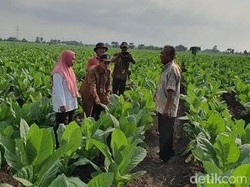 Tembakau Petani 2 Desa di Probolinggo Terserang Penyakit Ker Ker