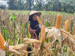 Kegalauan Petani Ciamis di Tengah Cuaca yang Tak Menentu