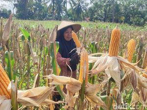 Kegalauan Petani Ciamis di Tengah Cuaca yang Tak Menentu Kegalauan Petani Ciamis di Tengah Cuaca yang Tak Menentu