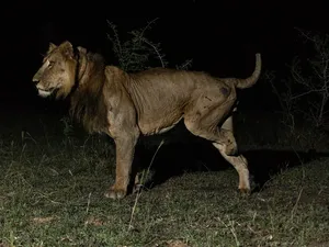 Ini Singa Paling Tangguh: Kaki Buntung-Lewati Sungai Penuh Buaya demi Betina