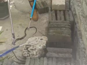 Ngeri! Ular Kobra Ngumpet di Rumah Tutik Siap Semburkan Bisa Usai Dipukul Ngeri! Ular Kobra Ngumpet di Rumah Tutik Siap Semburkan Bisa Usai Dipukul