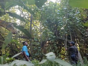 Monyet Liar Serang Balita Gresik hingga Luka 40 Jahitan Diburu hingga Sidoarjo