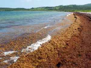 Laut Tanpa Pantai yang Bikin Columbus Ketakutan Laut Tanpa Pantai yang Bikin Columbus Ketakutan