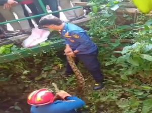 Sanca Panjang Melingkar di Pohon Bikin Horor, Warga Lapor Damkar Bogor