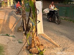 Warga Prigen Tanami Pisang Jalur Penghubung Kecamatan gegara Jalan Rusak