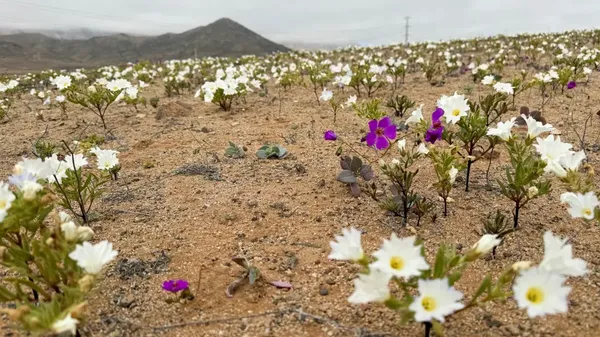 Rupa Gurun Paling Kering di Dunia Bermekaran Bunganya