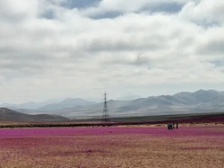 Gurun Paling Kering di Bumi Sedang Mekar