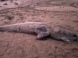 Ikan Paus Botol Ditemukan Mati Terdampar di Pantai Pangandaran