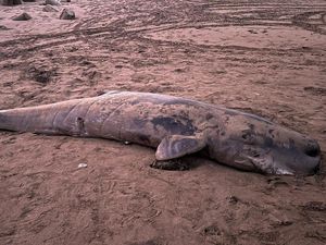 Ikan Paus Botol Ditemukan Mati Terdampar di Pantai Pangandaran Ikan Paus Botol Ditemukan Mati Terdampar di Pantai Pangandaran