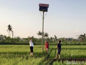Upaya Membasmi Hama Pertanian di Kuningan Pakai Burung Hantu