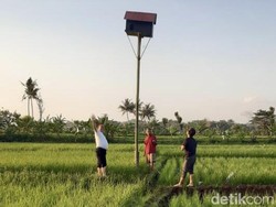 Upaya Membasmi Hama Pertanian di Kuningan Pakai Burung Hantu