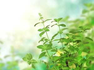 10 Tanaman untuk Mengusir Lalat yang Ampuh dan Efisien, Apa Saja? 10 Tanaman untuk Mengusir Lalat yang Ampuh dan Efisien, Apa Saja?
