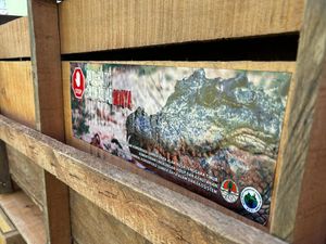 Penangkaran Penuh, Delapan Buaya NTT Dikirim ke Sumsel