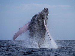 Begini Tiupan Gelembung Air Paus Bungkuk Dapat Membantunya Bertahan Hidup
