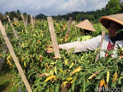 Petani Muda Ciamis Gandrungi Agribisnis Tanaman Hortikultura