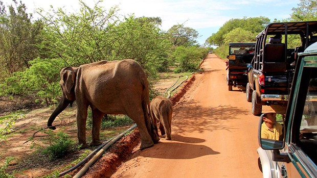 Satwa yang ada di Sri Lanka sangat  beragam/ Foto: indiaodysseytours.com